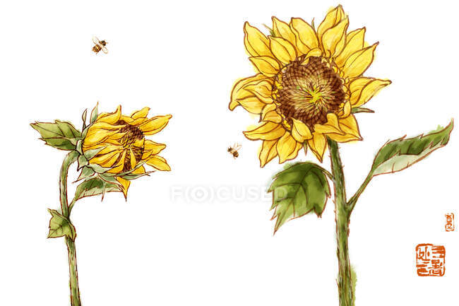 Sonnenblumen und Bienen isoliert auf weißem Hintergrund mit chinesischen Hyeroglyphen — Stockfoto