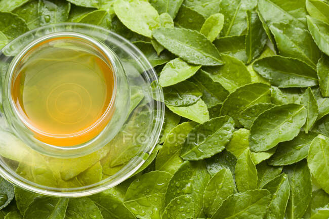 Glass cup of tea on green wet leaves — Stock Photo