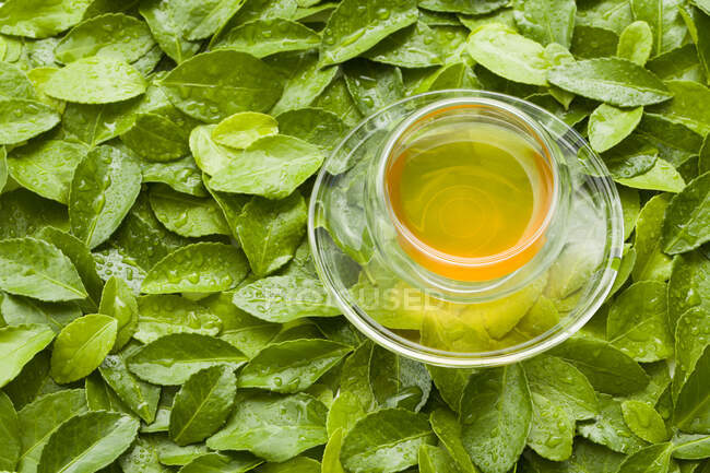 Tazza di tè di vetro su foglie verdi bagnate — Foto stock