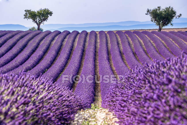 Lavanderfeld — Stockfoto