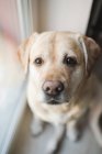 Nahaufnahme Porträt eines schönen goldenen Labrador-Hundes, der direkt in die Kamera blickt, Home Portrait — Stockfoto