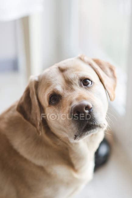 Retrato de cerca de un hermoso perro labrador dorado sentado mirando directamente a la cámara, retrato casero - foto de stock