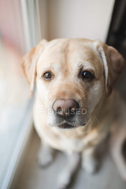 Gros plan portrait d'un beau chien labrador doré assis regardant directement la caméra, portrait à la maison — Photo de stock