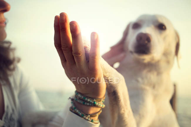 Patte de chien et geste d'amitié de la main de l'homme — Photo de stock