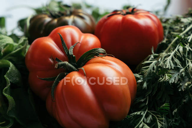 Три великі помідори на травах — стокове фото