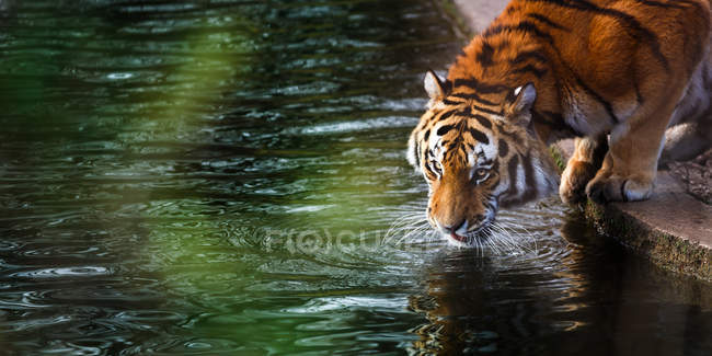 Tiger at the watering — Stock Photo