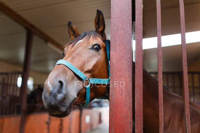 Curieux cheval — Photo de stock