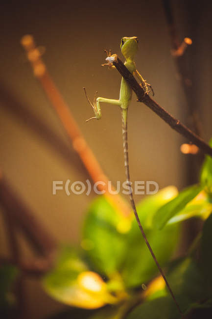 Lézard vert avec longue queue sur la branche — Photo de stock