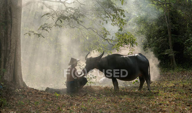 Contadina con bufalo allo stato brado . — Foto stock