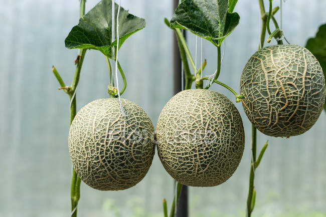 Three melons — Stock Photo