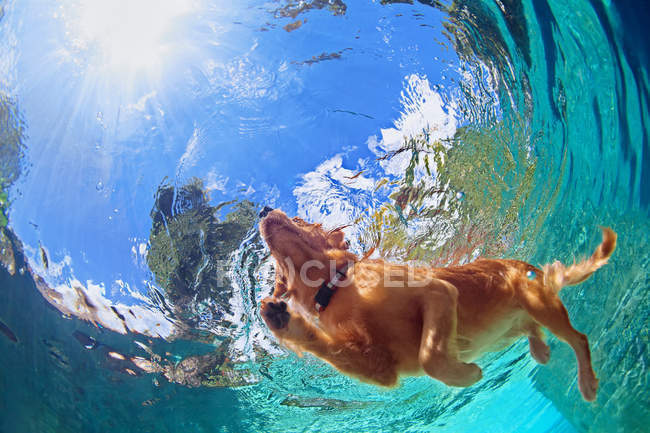 Underwater photo of dog swimming in outdoor pool — Stock Photo