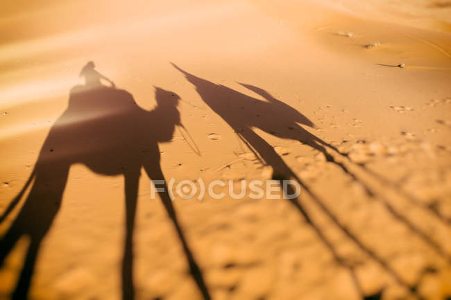 Sombras de paseo en camello, Sahara, Marruecos - foto de stock