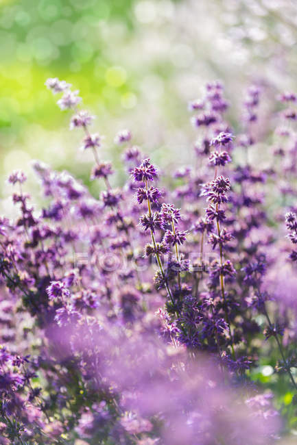 Lavendel, geringe Schärfentiefe — Stockfoto