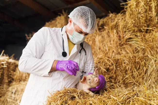 Vétérinaire examinant petit cochon — Photo de stock