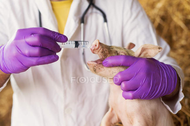 Vétérinaire examinant petit cochon — Photo de stock