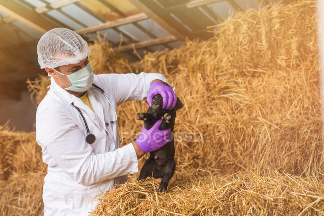 Vétérinaire examinant petit cochon — Photo de stock