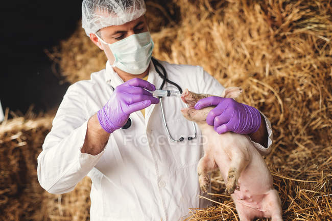 Vétérinaire examinant petit cochon — Photo de stock