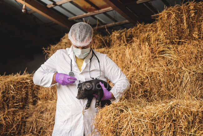 Vétérinaire examinant petit cochon — Photo de stock