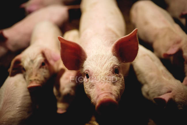 Schweine auf Bauernhof warten auf Mahlzeit — Stockfoto