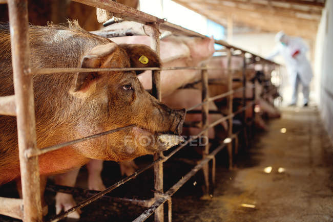 Suini in azienda in attesa di pasto — Foto stock