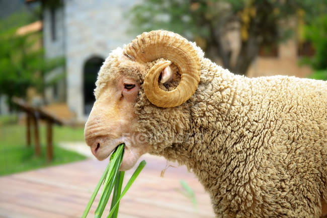 Merino ovejas comiendo hierba en escena al aire libre . - foto de stock