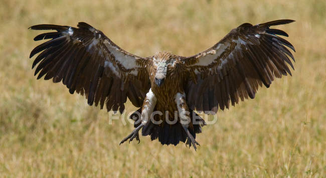 Oiseaux prédateurs en vol — Photo de stock