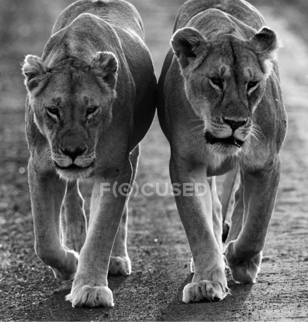 Lions sur photo noir et blanc — Photo de stock