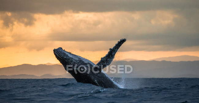 Baleine à bosse sautant hors de l'eau — Photo de stock