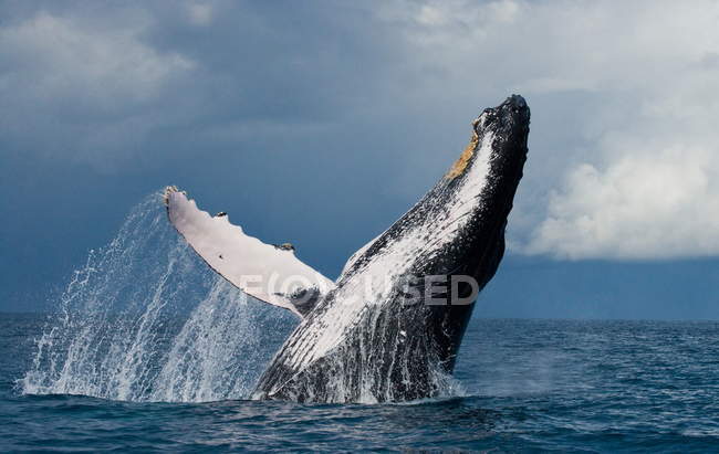 Baleine à bosse sautant hors de l'eau — Photo de stock