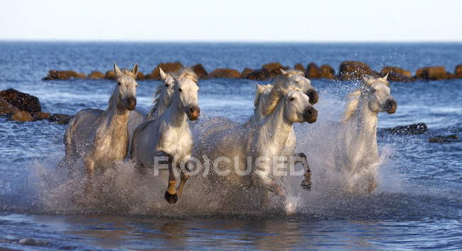 White Camargue Horses — Stock Photo