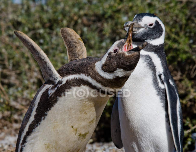 Galapagos-Pinguine auf Galapagos-Inseln — Stockfoto