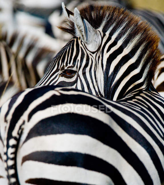 Portrait rapproché du zèbre, Kenya . — Photo de stock