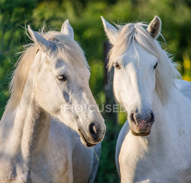 Портрет двох білих коней — стокове фото