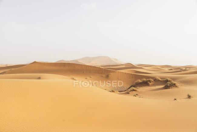 Deserto de ouro ao pôr do sol . — Fotografia de Stock