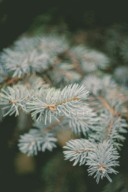 Evergreen blue spruce branch on the nature soft focus background — Stock Photo