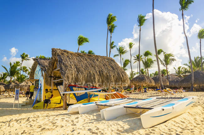 Tall exotic palm trees — Stock Photo