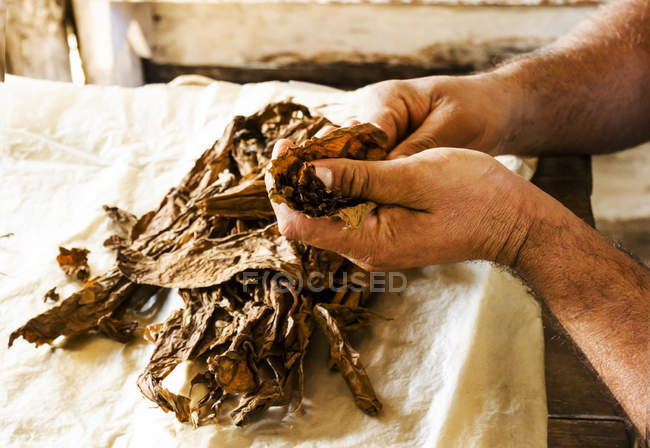 Fabbricazione tradizionale di sigari — Foto stock