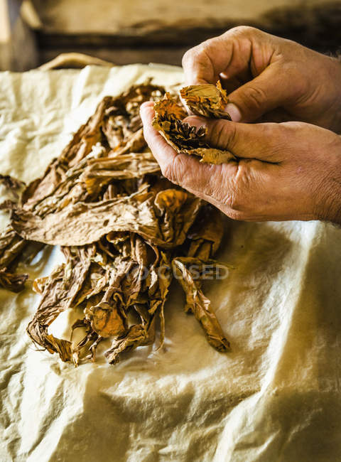 Fabbricazione tradizionale di sigari — Foto stock