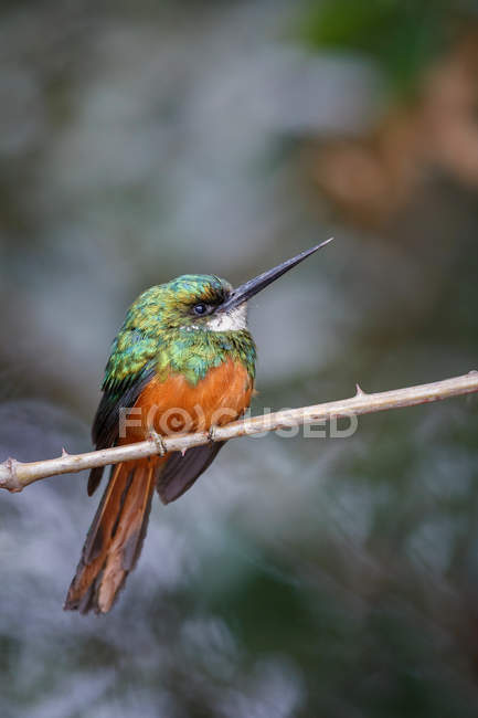 Jacamar dalla coda rugosa su un albero nell'habitat naturale — Foto stock