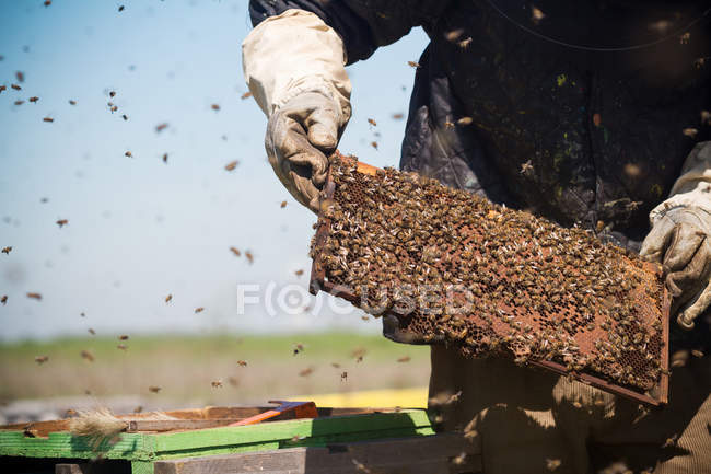 Beekeepr keeping a honeycomb in his hands — Stock Photo