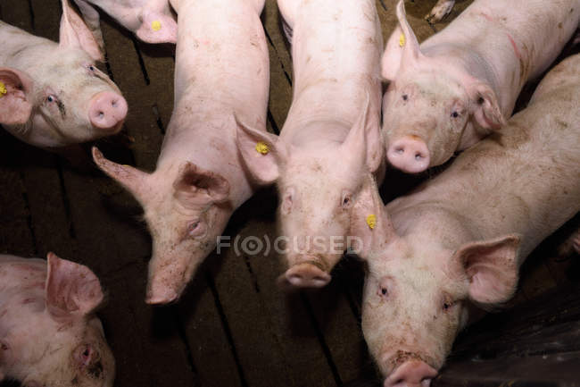 Schweine auf dem Hof — Stockfoto