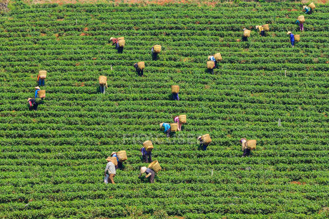 Trabajador con sombrero cónico y cesta de bambú están cosechando hojas de té en Bao Loc, Lam Dong, Vietnam. Bao Loc está dotado de suelo fértil de basalto y un clima suave, condiciones favorables para el desarrollo del té . - foto de stock