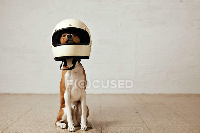 Cão vestindo uma enorme moto branca helme — Fotografia de Stock