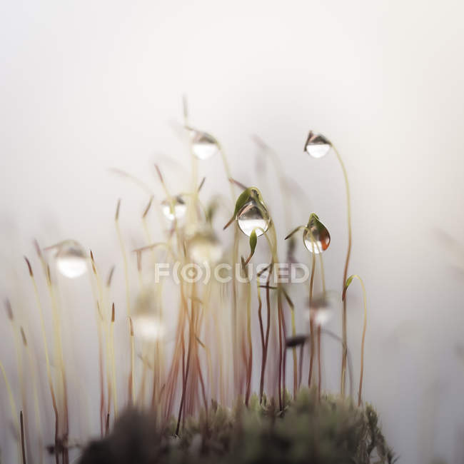 Gotas en musgo de cerca - foto de stock