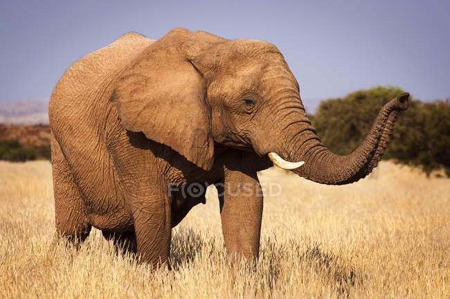 Elephant in the savannah, in Namibia, Africa — Stock Photo