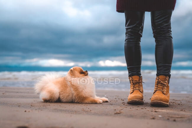 Милый поморский шпиц, гуляющий с женщиной на пляже. Симпатичный щенок. — стоковое фото