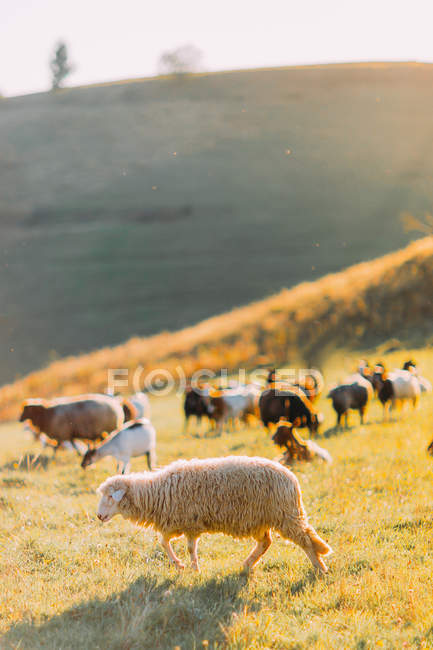 Herd of sheep on beautiful mountain meadow — Stock Photo