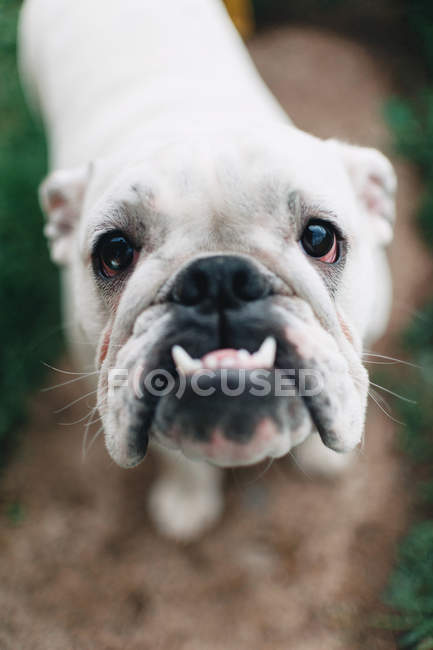 White English bulldog, close-up, looking at the camera — Stock Photo