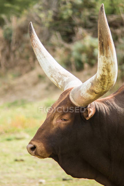 Vaca com chifres enormes — Fotografia de Stock