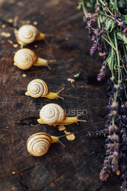 Caracoles amarillos caminando por el jardín. Caracol en el árbol en th - foto de stock